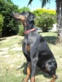 /album/fotogalerie-dobermann/lastspain-005-jpg/